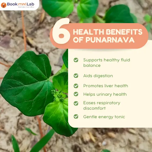 Benefits of Punarnava