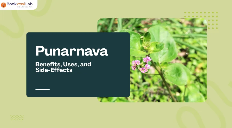 Punarnava