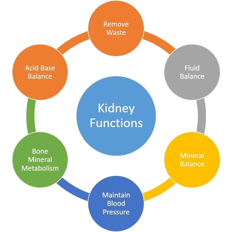 Main Functions of Kidney Which KFT Test Check For